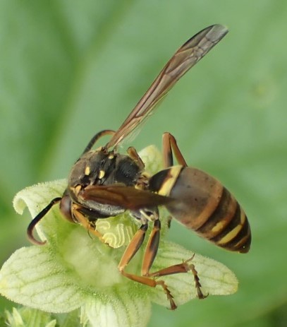 コアシナガバチ ♂　Polistes snelleni_c0208989_11211956.jpg