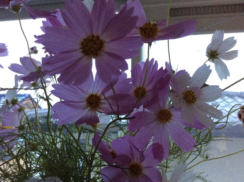 b0220002_08414977.jpeg