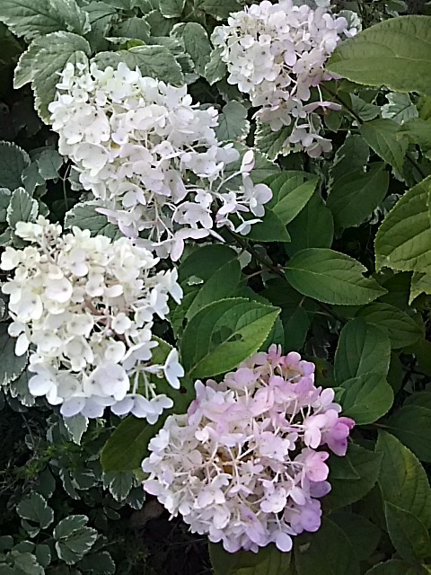 f0316507_16105370.jpg