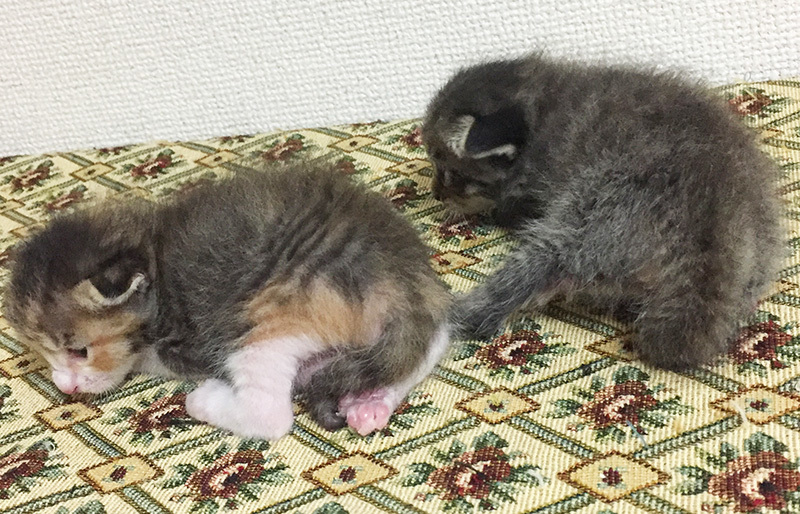 d0358409_00295079.jpg