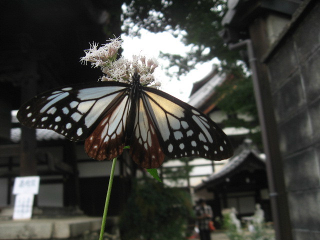 c0062511_20414000.jpg