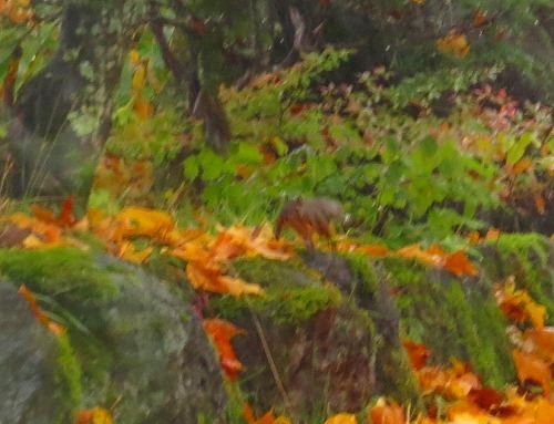 a0353718_13230707.jpg
