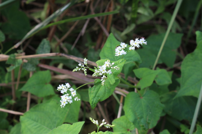 路傍に咲く野草たち　その２_b0277218_12225072.jpg