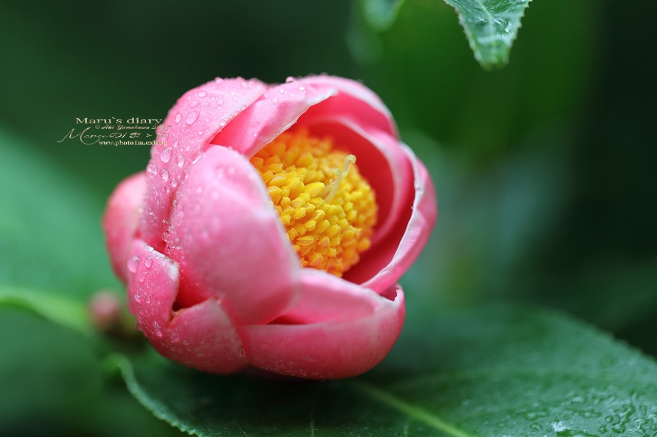 まゝに/雨とバラ他_d0342426_14305124.jpg