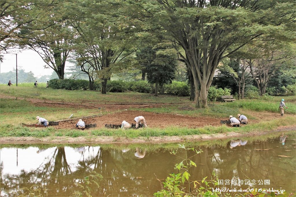 昭和記念公園の秋をカメラに(^^♪_e0052135_21124119.jpg