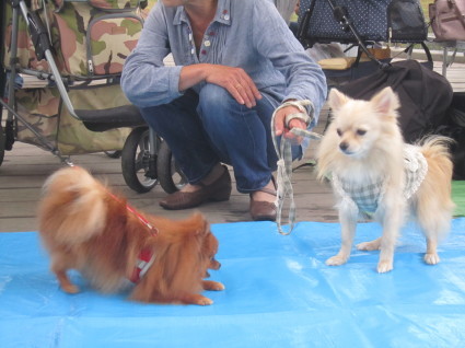 ポメラニアン秋のオフ会(2)_b0177436_22203265.jpg