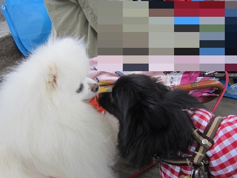 ポメラニアン秋のオフ会(2)_b0177436_22205264.jpg