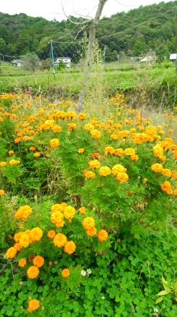 能勢町「妙見山」10月14日(土)_c0218841_20061807.jpg