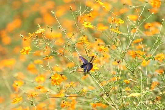 花と昆虫 （花の国にて・１）_b0363649_15464100.jpg