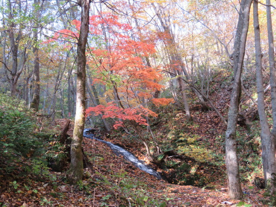 砥石山方面三角山　紅葉三昧_b0366555_13210208.jpg