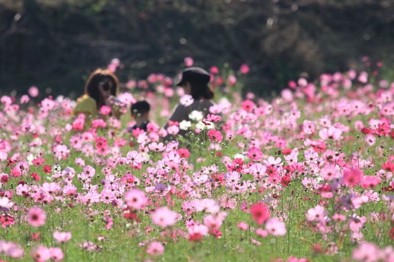 岡部町殿のコスモス畑・３♪　_a0167759_2158648.jpg