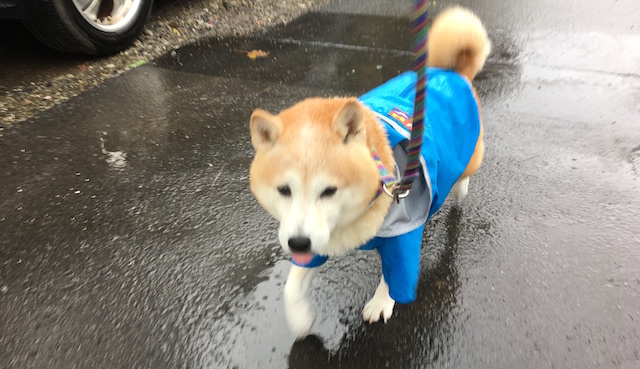 雨のお散歩 柴犬ぱんこと軽井沢生活 雨のお散歩 柴犬ぱんこと軽井沢生活