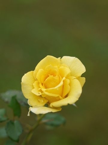 e0364975_18195799.jpg