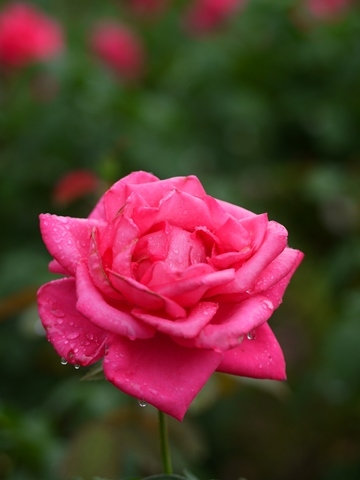 e0364975_18201295.jpg