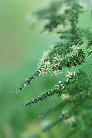 10 16 アスパラガス 初めての花 あなたに似た花 10 16 アスパラガス 初めての花 あなたに似た花