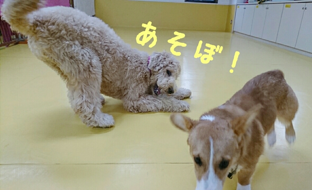 遊ぼ〜ヾ(*‘ω‘ )ノ_f0357682_13443293.jpg