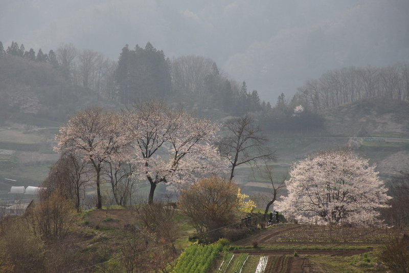長野県 小川村 番所の桜の近くの桜 日本あちこち撮り歩記 長野県 小川村 番所の桜の近くの桜 日本あちこち撮り歩記