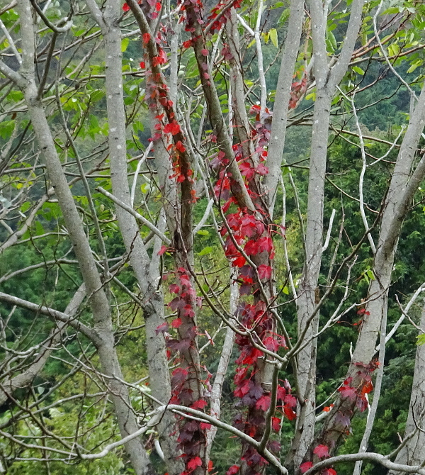 定例鳥見行～大ケヤキ～丸山湿原_a0211291_16133732.jpg