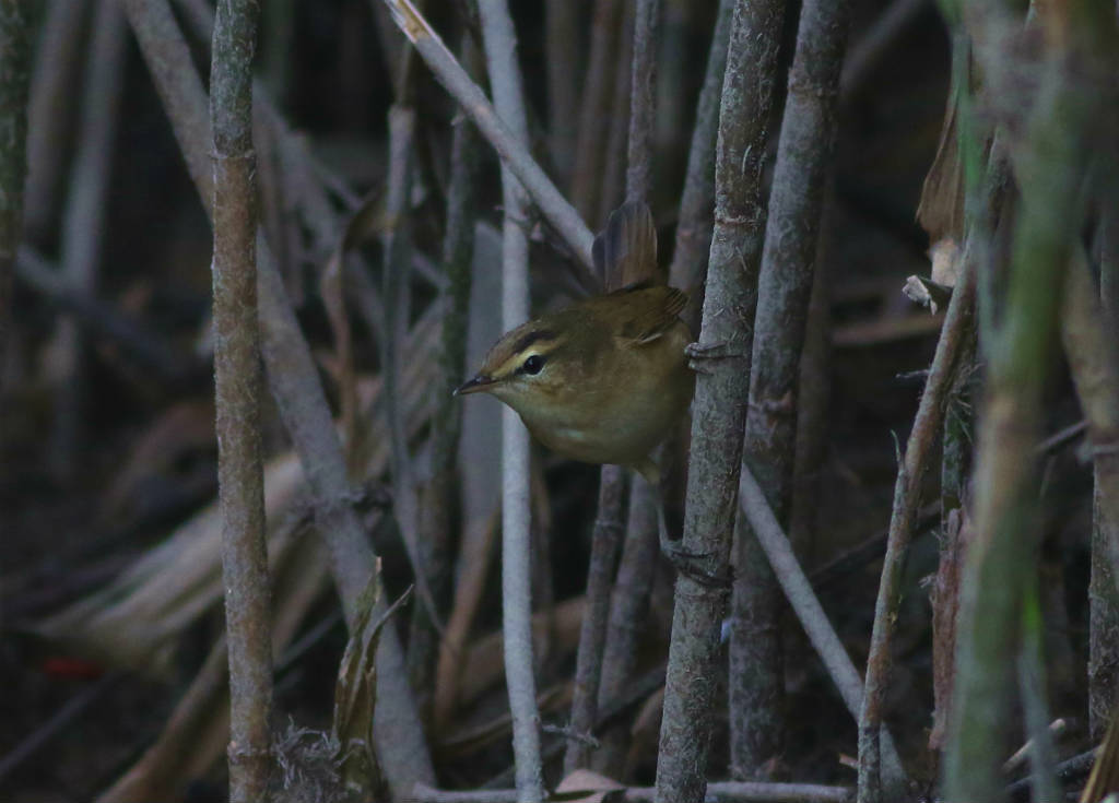 コヨシキリ_b0223198_08201792.jpg