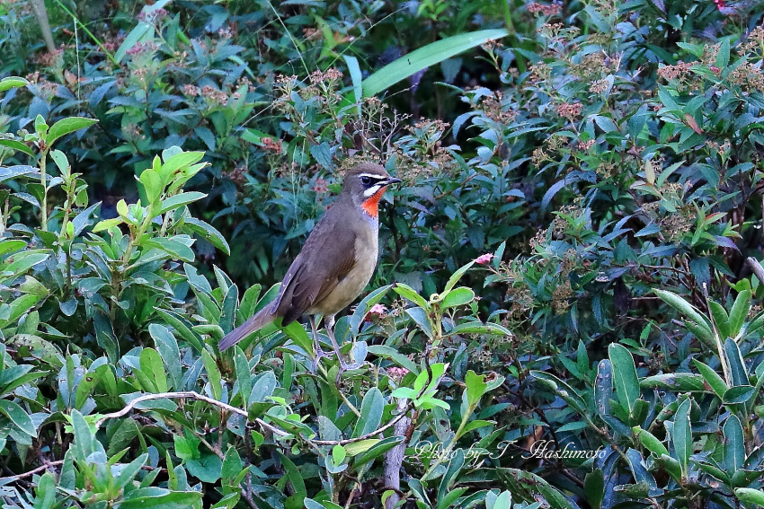 初撮りの野鳥_d0334006_20433144.jpg