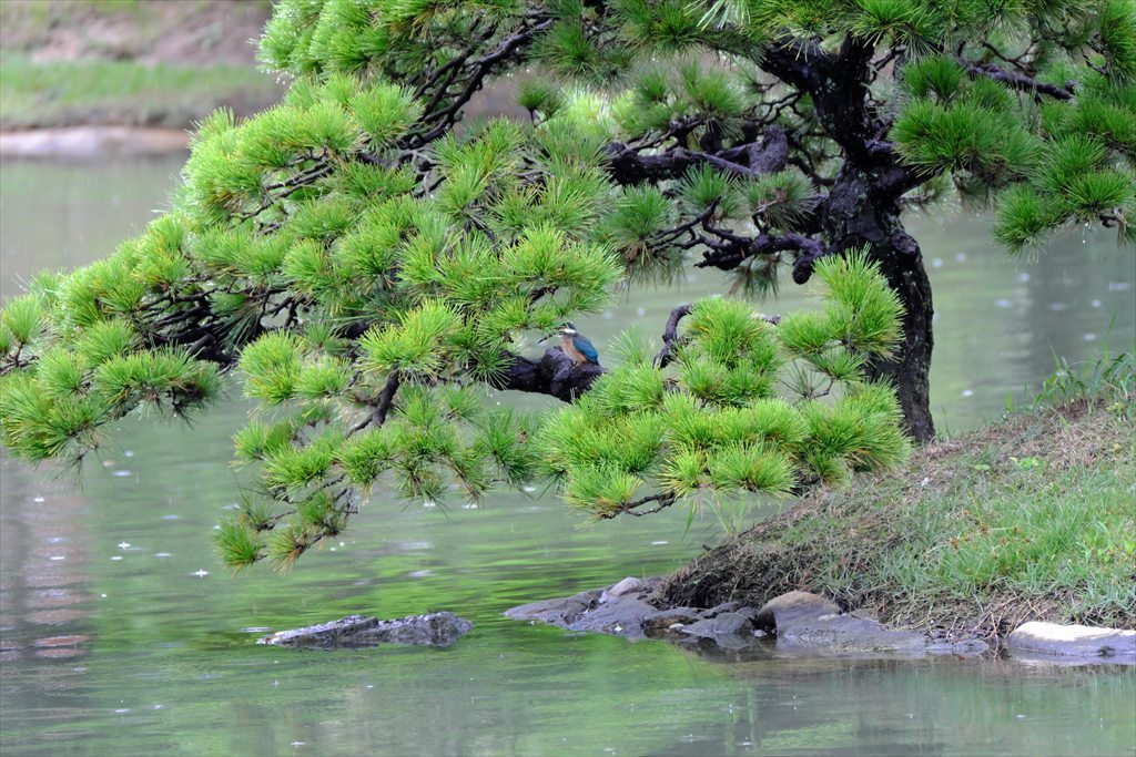 久しぶりのカワセミ(2017/10/17)_c0346710_22061158.jpg