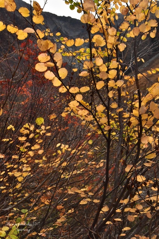 Moutain in autumnal colors 序_b0223512_00051890.jpg