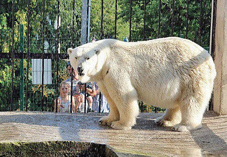 ロシア・カザン市動物園のマレイシュカの近況 ~ 人工授精を行う決断をした同園_a0151913_15575917.jpg