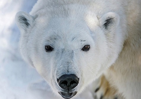 ロシア・シベリア中部、クラスノヤルスク動物園の7歳のオーロラに出産の期待 ~ 「新血統」の誕生なるか?_a0151913_18581270.jpg