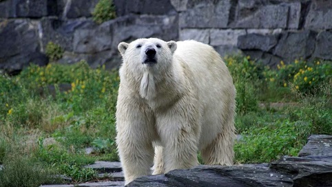ベルリン動物公園がトーニャの出産準備体制へ ~ 自ら産室に入ったトーニャの出産は間近か?_a0151913_19541493.jpg