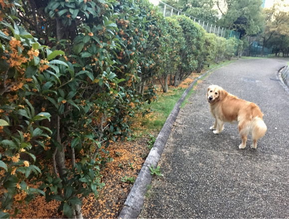 梅雨時期よりもよく降る感じ(^_^;)_a0098418_23491617.jpg