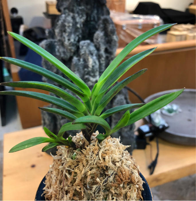 贅沢な富貴蘭 セット : □ サムライ オーキッド □ 富貴蘭