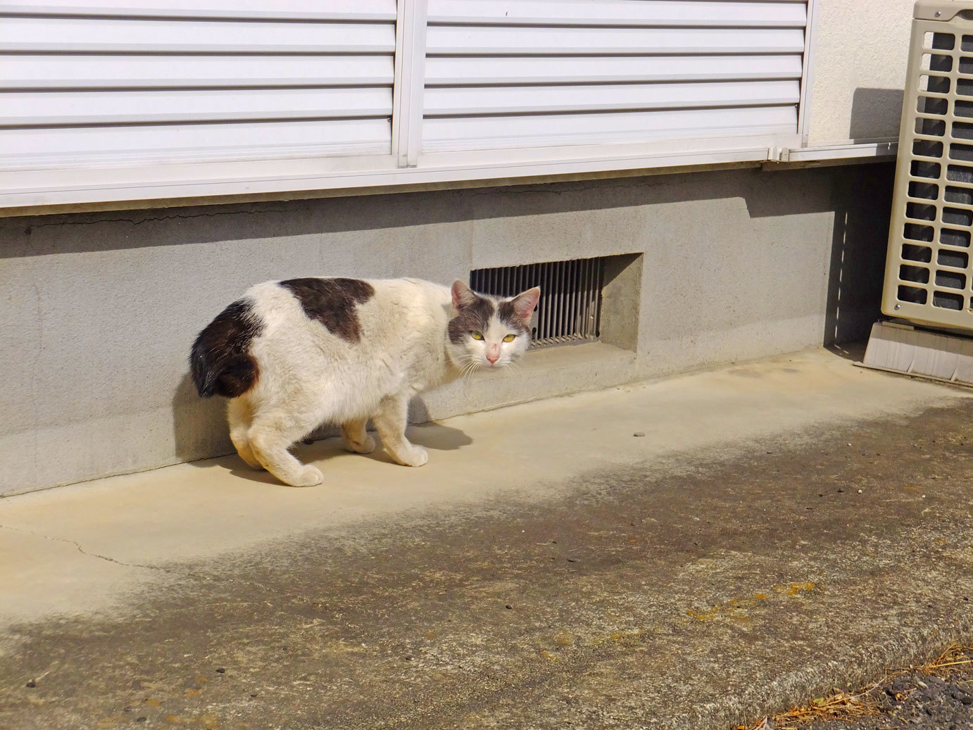 散歩のニャンと愛川晶　10月17日（火）_b0215220_08493035.jpg