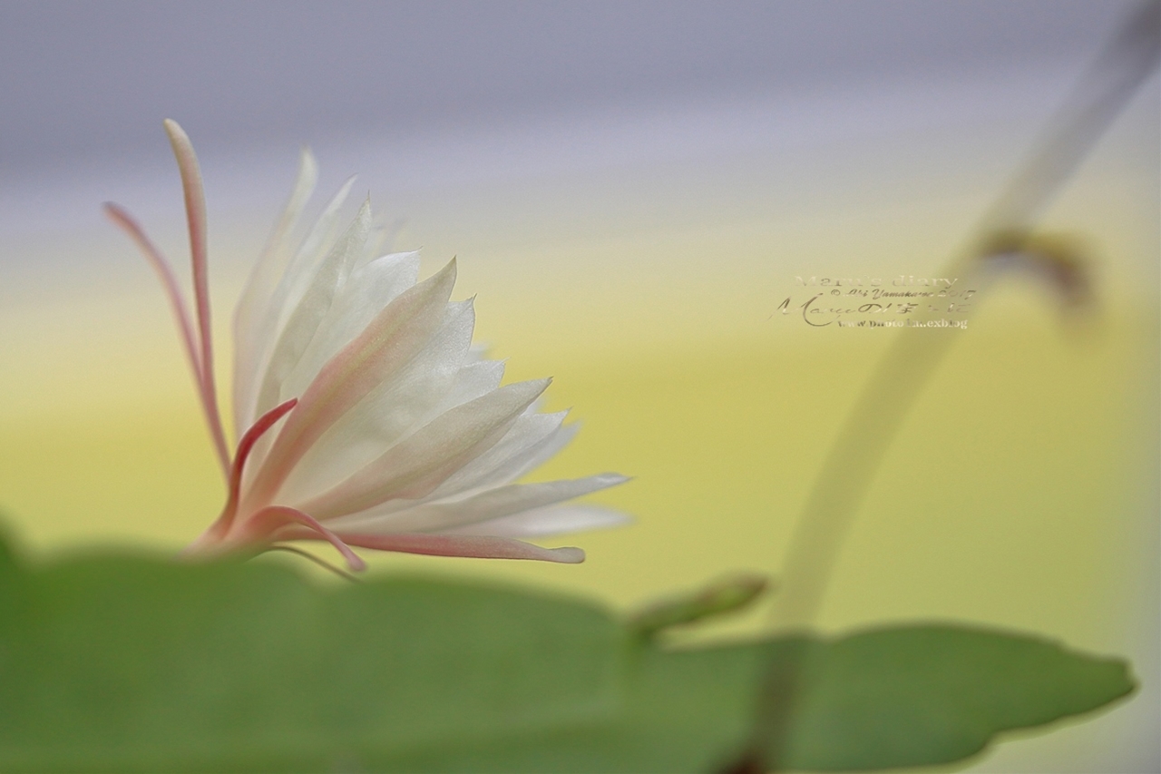 まゝに/神代植物公園 月下美人他_d0342426_20265597.jpg