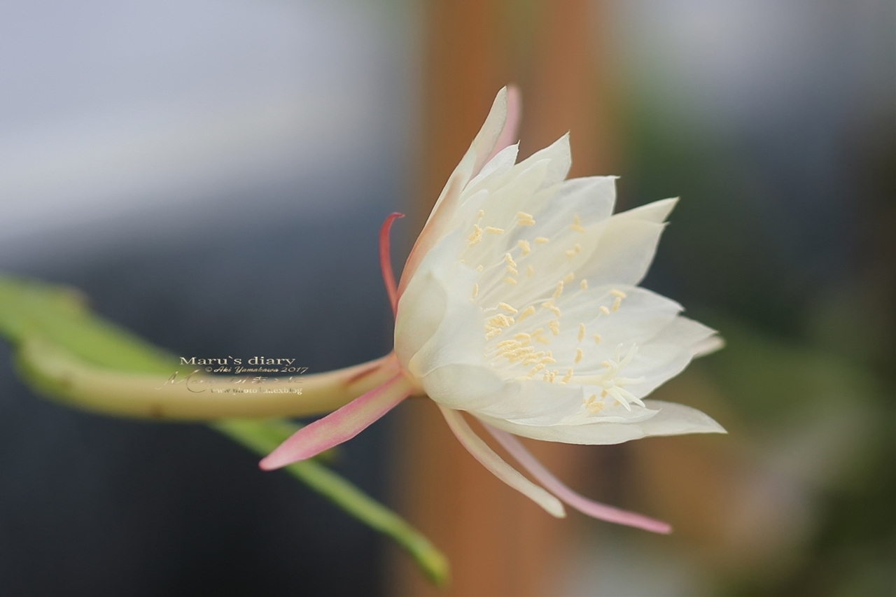 まゝに/神代植物公園 月下美人他_d0342426_20265973.jpg