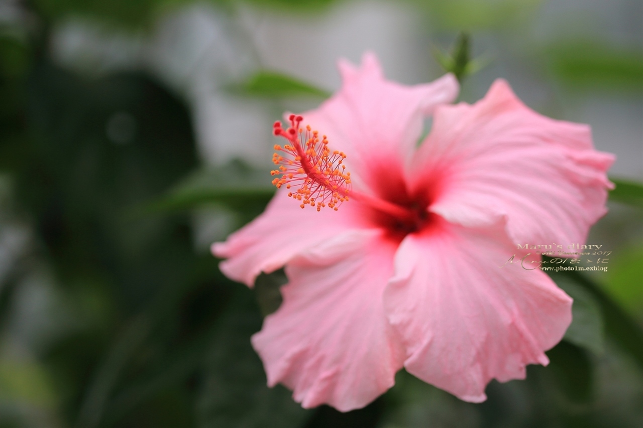 まゝに/神代植物公園 月下美人他_d0342426_20330922.jpg