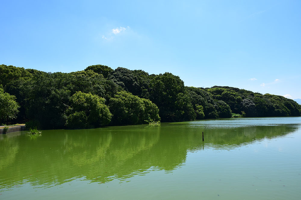 太平記を歩く。 その152 「丹下城跡(河内大塚山古墳)」 大阪府松原市_e0158128_13221842.jpg