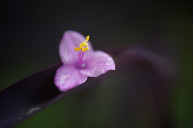 Hexanon AR 50mm F1.7 にZuiko auto zoom 65-200mmの前玉ユニットを_c0109833_19341005.jpg