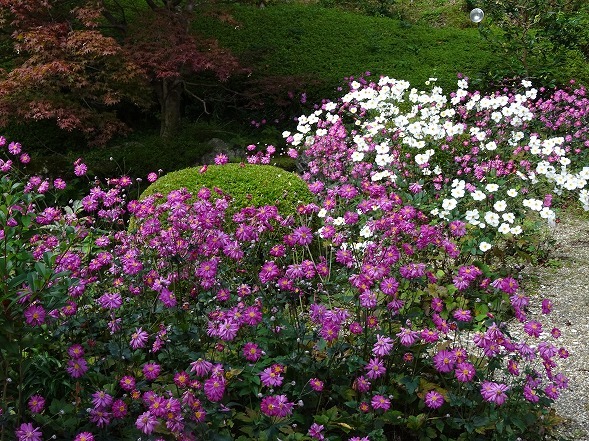 善峯寺の秋明菊（後編）_b0299042_16584550.jpg