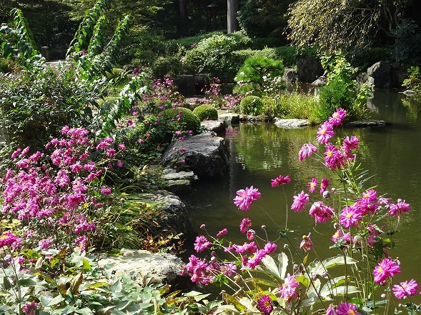 善峯寺の秋明菊（後編）_b0299042_16590001.jpg