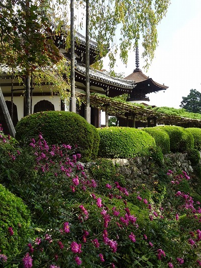 善峯寺の秋明菊（後編）_b0299042_17002081.jpg