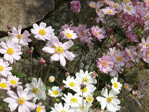 善峯寺の秋明菊（後編）_b0299042_17003614.jpg