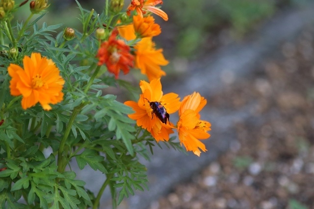 花と昆虫 （花の国にて・２）_b0363649_11153694.jpg