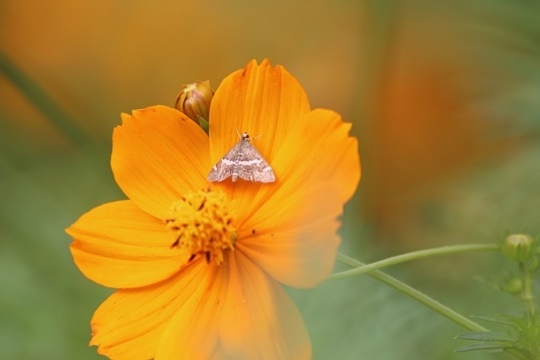 花と昆虫 （花の国にて・２）_b0363649_11364504.jpg