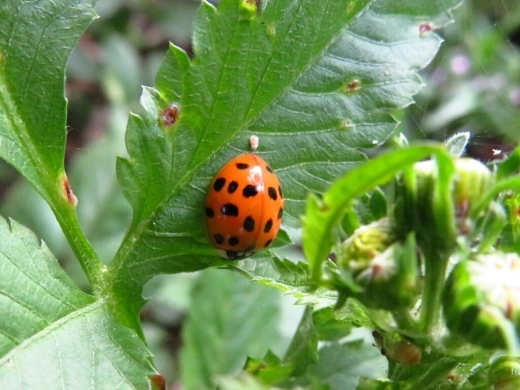 a0018655_10233338.jpg
