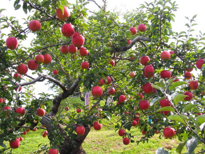 りんご収穫体験のお知らせ@弘前市りんご公園_d0131668_18142081.jpg