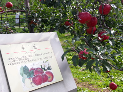 りんご収穫体験のお知らせ@弘前市りんご公園_d0131668_18143754.jpg