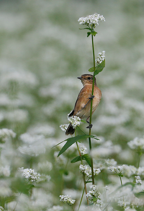 蕎麦の花とノビタキ_f0368272_20051118.jpg