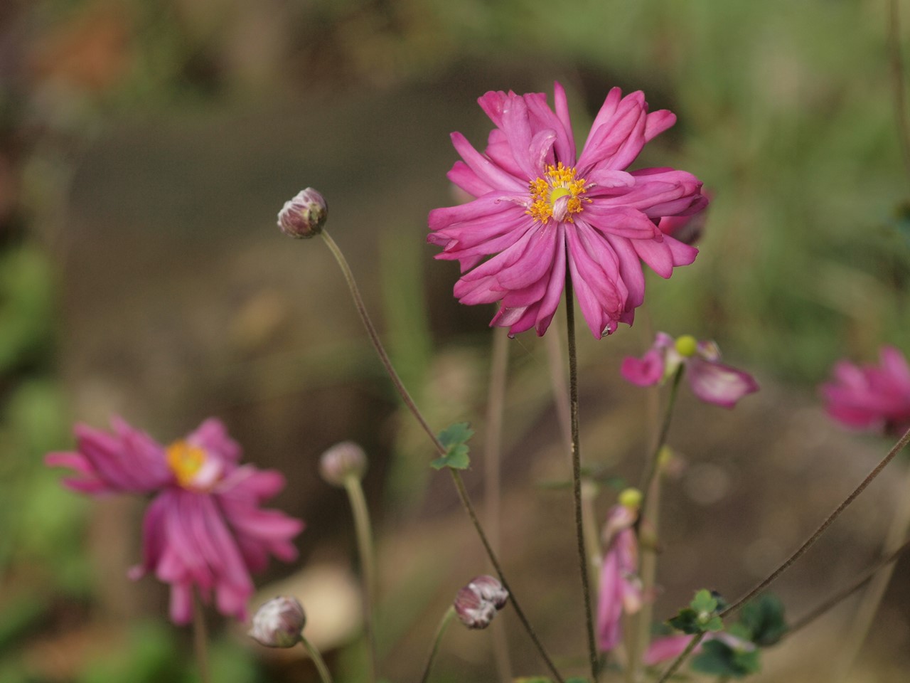 『サルビアやランタナやポーチュラカ等の花達･････♪』_d0054276_19531972.jpg