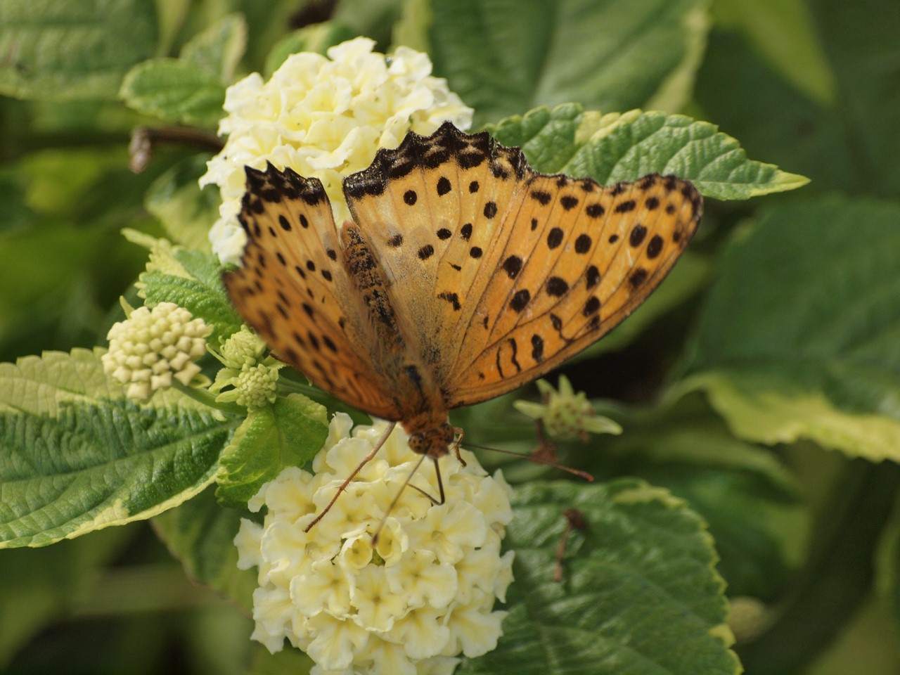 『サルビアやランタナやポーチュラカ等の花達･････♪』_d0054276_19541591.jpg