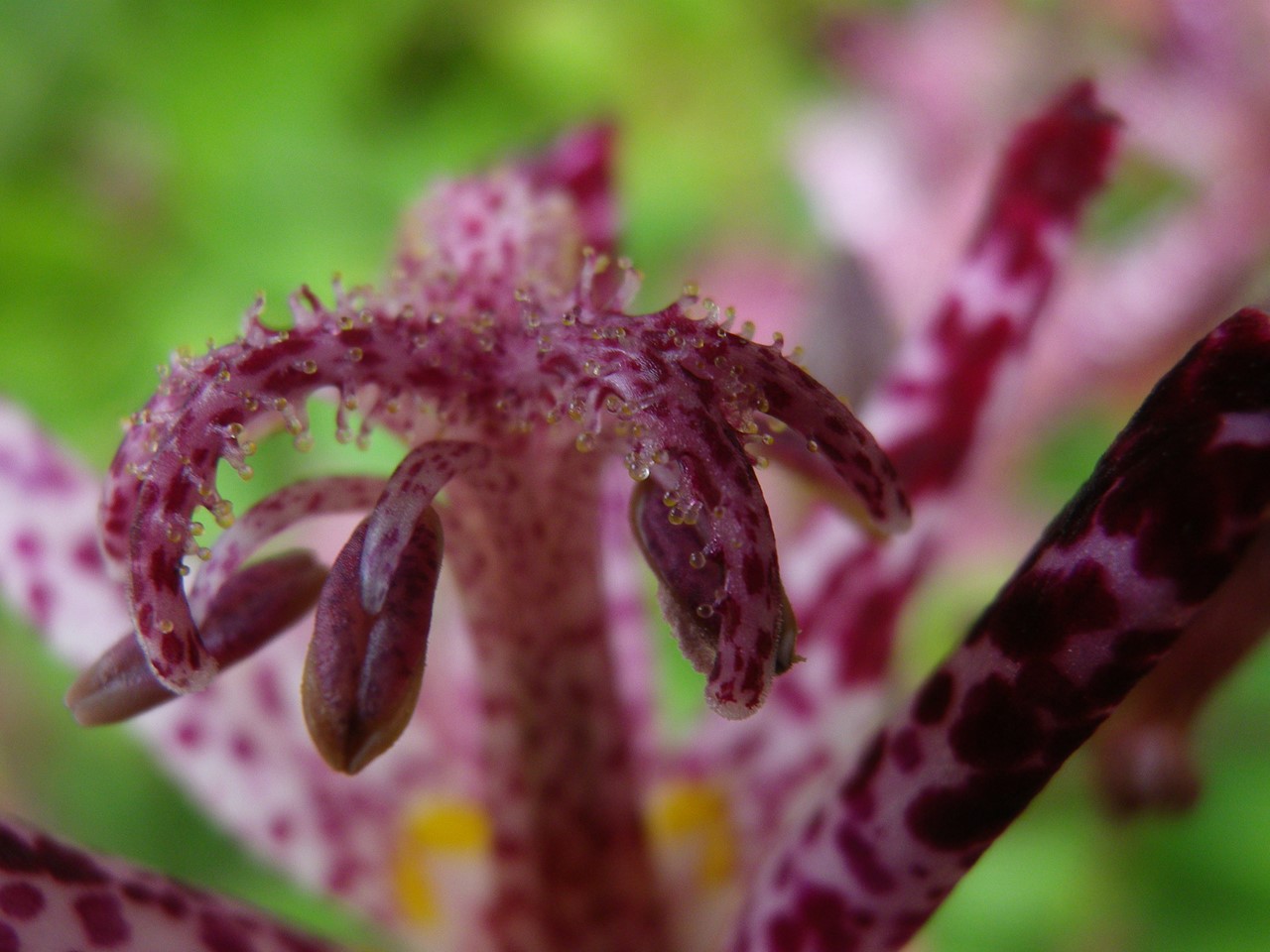 『サルビアやランタナやポーチュラカ等の花達･････♪』_d0054276_1957195.jpg